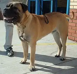 Image illustrative de l’article Bullmastiff