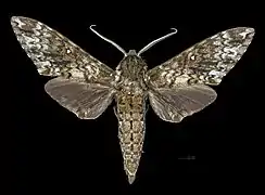 Avers du mâle (coll.MHNT)