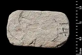 Empreinte élytre holotype en lumière directe.