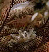 Doto pinnatifida (Dotidae).