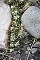 Draba arctica à l'ouest de Longyearbyen (Spitzberg)