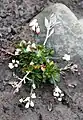 Draba norvegica près de Longyearbyen (Spitzberg)