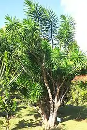 Bois de chandelle (Dracaena reflexa)