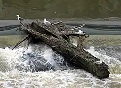 Bois flotté pris dans des rochers sur la rivière Avon à Bath (Angleterre).
