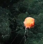 Dromalia alexandri  (Rhodaliidae)