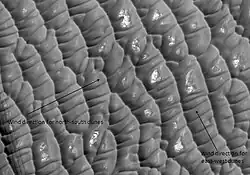 Les dunes d'Olympia Undae, vues par HiRISE. Deux ensembles de dunes transversales sont visibles, indiquant la direction variable du vent.