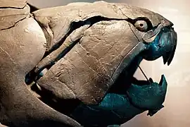 Côté droit d'un crâne de Dunkleosteus.