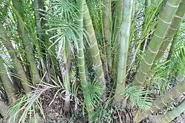 Stipes lisses, annelés, verdâtres