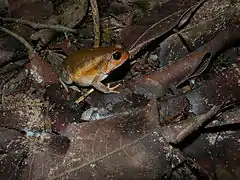 Dans un Parc National de Madagascar