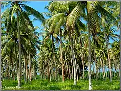 Cocoteraie typique d'Efaté.