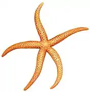 Echinaster varicolor