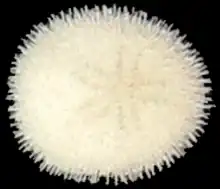 Echinocyamus pusillus (Fibulariidae).