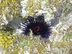 Echinometra lucunter sombre aux Bahamas.