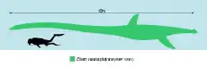 Diagramme comparant la taille d'Elasmosaurus (montré en vert clair) à celui d'un humain (montré en noir dans une tenue de plongée).
