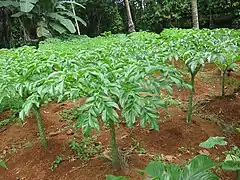Cambarre de Java (Amorphophallus paeoniifolius).