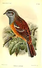 le Bruant de Godlewski, dessin de William Matthew Hart (en)