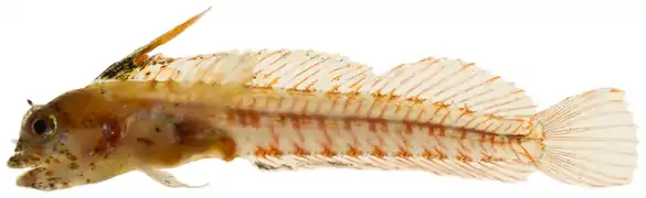 Emblemariopsis cf. signifer