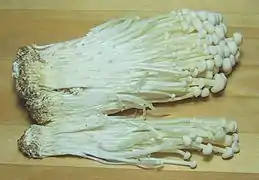 Flammulina velutipes, lorsqu'ils sont cultivés, ne ressemblent pas aux champignons sauvages