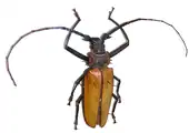Capricorne Enoplocerus armillatus