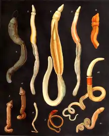 Différents Hemichordata.