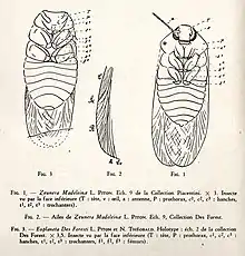 Eoplaneta Des Foresti, comparé à Zeunera Madeleinae.