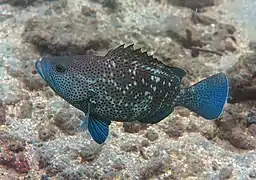 Epinephelus multinotatus (jeune)
