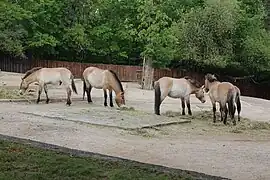 Cheval de Przewalski