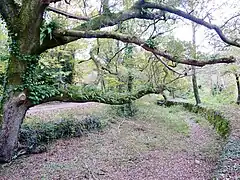 Arbre remarquable couvert de végétation épiphyte dans la vallée de l'Odet entre Stang Luzigou et Coat Piriou (en Ergué-Gabéric)