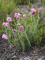 Bruyère à quatre angles(Erica tetralix)