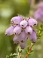 Corolles de Bruyère des marais