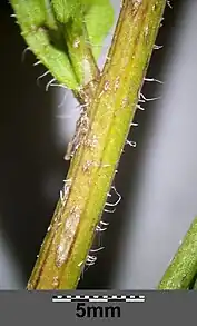 Tige et poils (perpendiculaires à la tige).