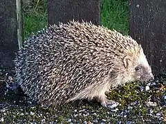 Hérisson communErinaceus europaeusErinaceidae