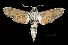 Revers de la femelle MHNT