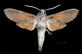 Revers du mâle MHNT