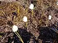 Eriophorum scheuchzeri subsp. arcticum (Svalbard)