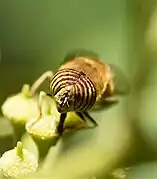 Mâle, vue rapprochée des yeux.