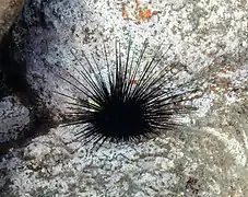 Spécimen à Madère.