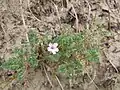Bec-de-cigogne des dunes (Erodium lebelii), dune du Perroquet, Bray-Dunes