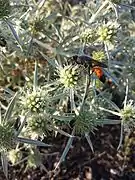 Sphex funerarius sur Panicaut champêtre, (Vienne, Autriche)