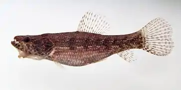 Hoplias malabaricus (juvénile).