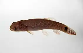 Erythrinus erythrinus.