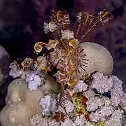 Spécimen de Mer Rouge, en position éventail.