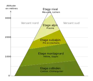 Principaux étages de végétation dans les Pyrénées : mousses et lichens à l'étage nival, prairies à l'étage alpin, pins à crochets à l'étage subalpin, sapins et hêtres à l'étage montagnard puis chênes et châtaigniers à l'étage collinéen.