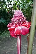 Etlingera elatior.