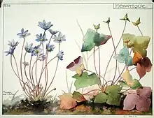 Étude d'hépatique (no 34), Henri Bergé, Musée de l'École de Nancy.