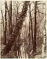 L'emplacement de la rue actuelle constituait un bras vif de la Bièvre à la fin du XIXe&nbsp;siècle (photo d'Eugène Atget vers 1898).