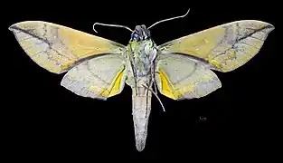 Revers du mâle (coll.MHNT)