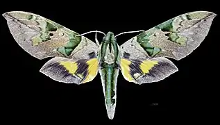 Apers de la femelle (coll.MHNT)