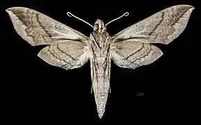 Revers de la femelle (coll.MHNT)