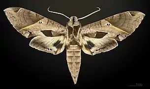 Eumorpha satellitia excessus - face dorsale